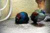 ueno_zoo_4168_mini.jpg