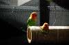 ueno_zoo_4169_mini.jpg