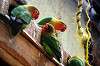 ueno_zoo_4170_mini.jpg