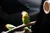 ueno_zoo_4171_mini.jpg