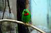 ueno_zoo_4172_mini.jpg