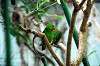 ueno_zoo_4174_mini.jpg