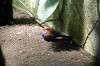 ueno_zoo_4177_mini.jpg