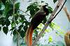 ueno_zoo_4178_mini.jpg