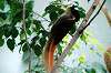 ueno_zoo_4179_mini.jpg
