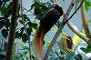 ueno_zoo_4183_mini.jpg