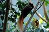 ueno_zoo_4184_mini.jpg