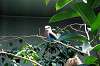 ueno_zoo_4187_mini.jpg