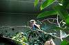ueno_zoo_4188_mini.jpg