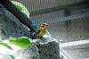 ueno_zoo_4201_mini.jpg