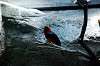 ueno_zoo_4205_mini.jpg