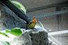 ueno_zoo_4207_mini.jpg