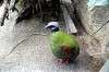 ueno_zoo_4215_mini.jpg