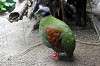 ueno_zoo_4217_mini.jpg