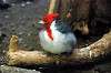 ueno_zoo_4219_mini.jpg