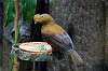 ueno_zoo_4220_mini.jpg