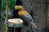 ueno_zoo_4221_mini.jpg