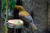 ueno_zoo_4223_mini.jpg