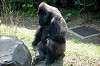 ueno_zoo_4224_mini.jpg