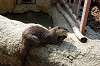 ueno_zoo_4225_mini.jpg