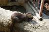 ueno_zoo_4226_mini.jpg