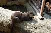 ueno_zoo_4227_mini.jpg