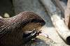 ueno_zoo_4228_mini.jpg