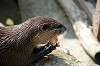 ueno_zoo_4229_mini.jpg