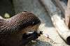 ueno_zoo_4230_mini.jpg