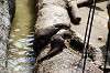 ueno_zoo_4234_mini.jpg