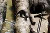 ueno_zoo_4237_mini.jpg