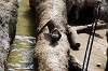 ueno_zoo_4238_mini.jpg