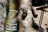 ueno_zoo_4239_mini.jpg