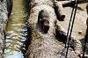 ueno_zoo_4240_mini.jpg