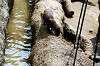 ueno_zoo_4241_mini.jpg