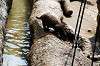 ueno_zoo_4242_mini.jpg