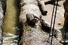 ueno_zoo_4244_mini.jpg