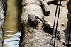 ueno_zoo_4245_mini.jpg