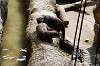 ueno_zoo_4247_mini.jpg