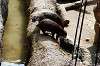 ueno_zoo_4248_mini.jpg