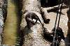 ueno_zoo_4249_mini.jpg