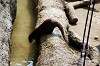 ueno_zoo_4252_mini.jpg