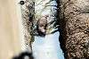 ueno_zoo_4255_mini.jpg