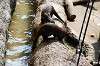 ueno_zoo_4256_mini.jpg