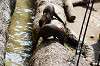 ueno_zoo_4257_mini.jpg