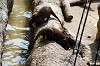 ueno_zoo_4258_mini.jpg