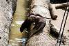 ueno_zoo_4259_mini.jpg