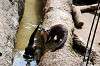 ueno_zoo_4260_mini.jpg