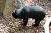 ueno_zoo_4264_mini.jpg