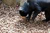 ueno_zoo_4265_mini.jpg